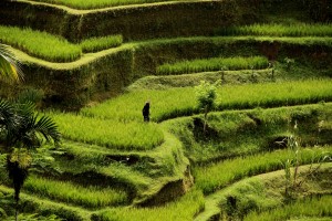 Bali rice terraces           